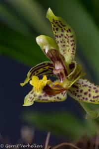 Kefersteinia parvilabris