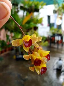 Gomesa echinata
