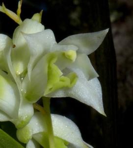 Dendrobium eriiflorum