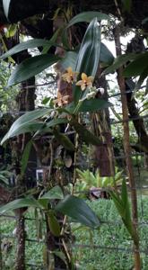 Callostylis pulchella