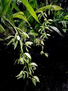 Coelogyne pandurata