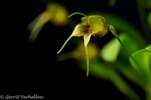 Masdevallia bucculenta