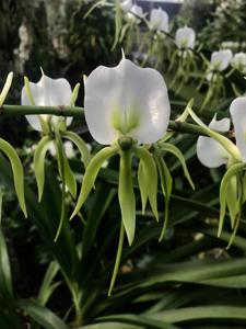 Angraecum eburneum subsp. superbum