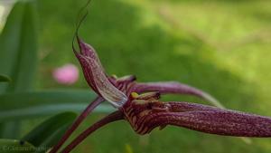 Bulbophyllum biflorum