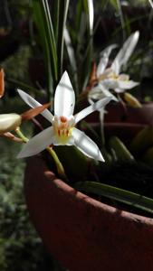 Coelogyne assamica