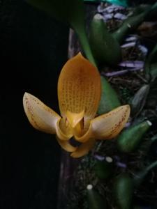 Bulbophyllum dearei