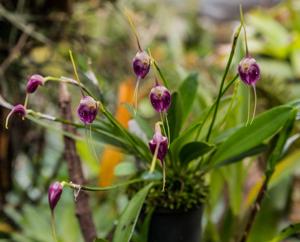 Masdevallia infracta