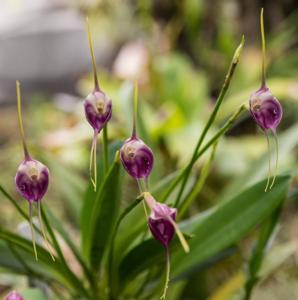 Masdevallia infracta