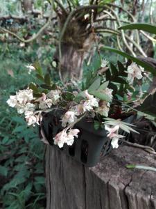 Dendrobium nathanielis