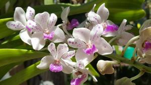 Rhynchostylis gigantea