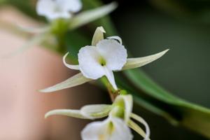 Oeoniella polystachys