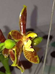 Phalaenopsis cornu-cervi