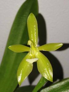 Phalaenopsis cornu-cervi var. flava