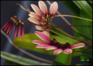 Bulbophyllum lepidum