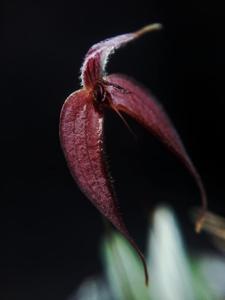 Bulbophyllum nasica