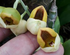 Catasetum rooseveltianum
