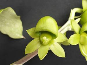 Catasetum juruenense