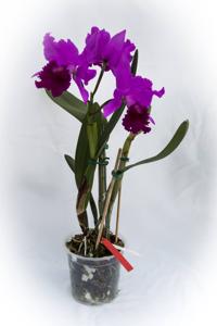 Cattleya jenmanii