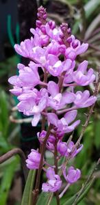 Sarcochilus ceciliae