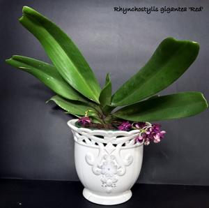 Rhynchostylis gigantea