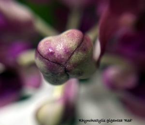 Rhynchostylis gigantea
