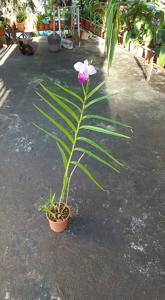 Arundina graminifolia