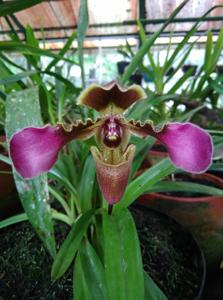 Paphiopedilum hirsutissimum