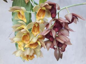 Catasetum vinaceum