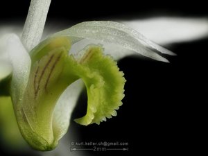 Dendrobium pycnostachyum