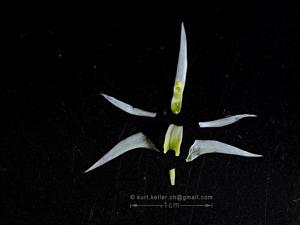 Dendrobium pycnostachyum