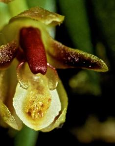Pterostemma benzingii