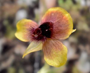 Telipogon dendriticus