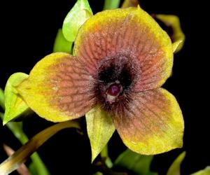 Telipogon dendriticus