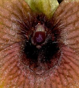 Telipogon dendriticus