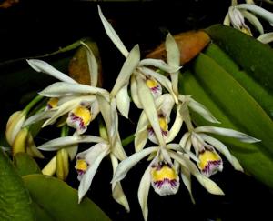 Cattleya iricolor