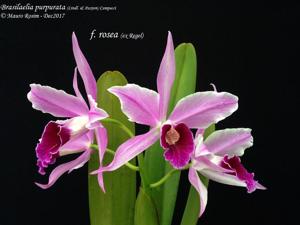 Cattleya purpurata var. rosea