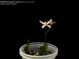 Cattleya reginae