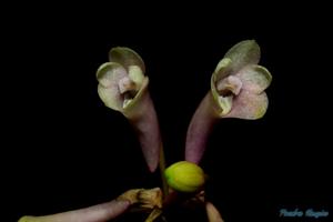 Dendrobium aphanochilum