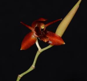 Coelogyne longirachis