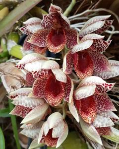 Catasetum denticulatum