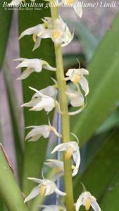 Bulbophyllum gibbosum