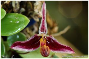 Bulbophyllum alkmaarense