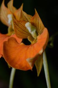 Comparettia speciosa