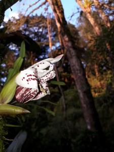 Maxillaria sanderiana