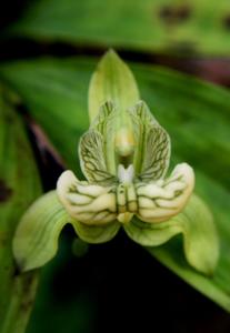 Claderia viridiflora