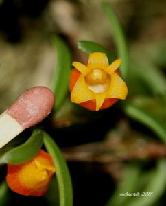 Mediocalcar decoratum