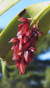 Bulbophyllum propinquum