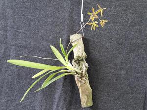 Encyclia maravalensis