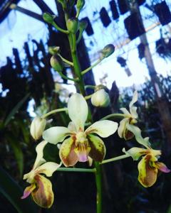 Vanda lamellata var. remediosae