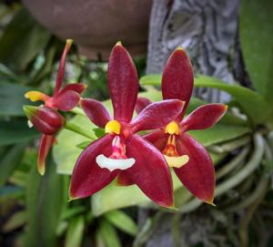 Phalaenopsis cornu-cervi f. chattaladae